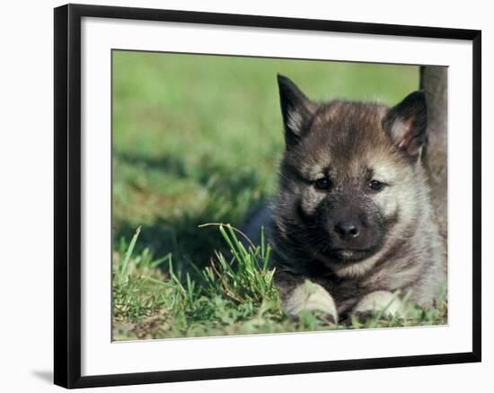 Norwegian Elkhound Puppy Lying in Grass-Adriano Bacchella-Framed Photographic Print