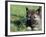 Norwegian Elkhound Puppy Lying in Grass-Adriano Bacchella-Framed Photographic Print