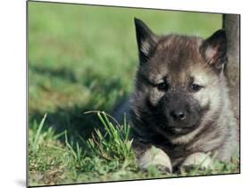 Norwegian Elkhound Puppy Lying in Grass-Adriano Bacchella-Mounted Photographic Print