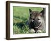 Norwegian Elkhound Puppy Lying in Grass-Adriano Bacchella-Framed Photographic Print