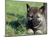 Norwegian Elkhound Puppy Lying in Grass-Adriano Bacchella-Mounted Photographic Print