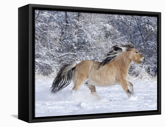 Norwegian Fjord Mare Running in Snow, Berthoud, Colorado, USA-Carol Walker-Framed Stretched Canvas