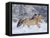Norwegian Fjord Mare Running in Snow, Berthoud, Colorado, USA-Carol Walker-Framed Stretched Canvas