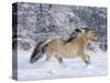 Norwegian Fjord Mare Running in Snow, Berthoud, Colorado, USA-Carol Walker-Stretched Canvas