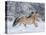 Norwegian Fjord Mare Running in Snow, Berthoud, Colorado, USA-Carol Walker-Stretched Canvas