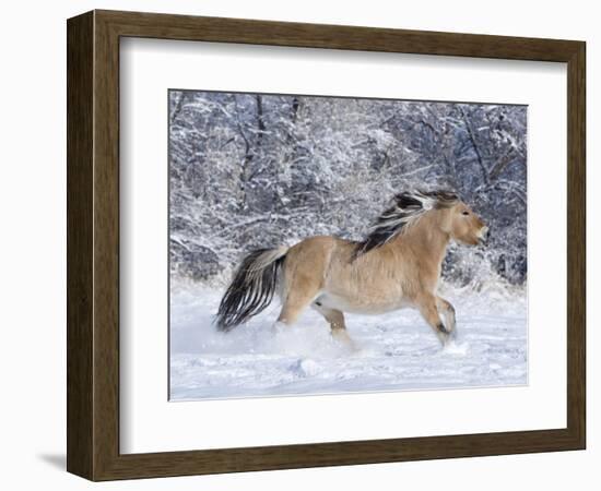 Norwegian Fjord Mare Running in Snow, Berthoud, Colorado, USA-Carol Walker-Framed Photographic Print