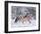 Norwegian Fjord Mare Running in Snow, Berthoud, Colorado, USA-Carol Walker-Framed Photographic Print