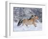 Norwegian Fjord Mare Running in Snow, Berthoud, Colorado, USA-Carol Walker-Framed Photographic Print