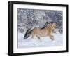 Norwegian Fjord Mare Running in Snow, Berthoud, Colorado, USA-Carol Walker-Framed Photographic Print