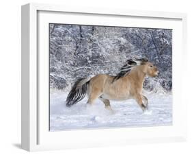 Norwegian Fjord Mare Running in Snow, Berthoud, Colorado, USA-Carol Walker-Framed Photographic Print