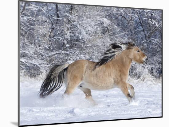 Norwegian Fjord Mare Running in Snow, Berthoud, Colorado, USA-Carol Walker-Mounted Photographic Print