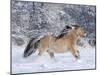 Norwegian Fjord Mare Running in Snow, Berthoud, Colorado, USA-Carol Walker-Mounted Photographic Print