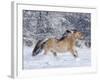 Norwegian Fjord Mare Running in Snow, Berthoud, Colorado, USA-Carol Walker-Framed Photographic Print