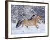 Norwegian Fjord Mare Running in Snow, Berthoud, Colorado, USA-Carol Walker-Framed Photographic Print