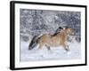 Norwegian Fjord Mare Running in Snow, Berthoud, Colorado, USA-Carol Walker-Framed Photographic Print