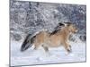 Norwegian Fjord Mare Running in Snow, Berthoud, Colorado, USA-Carol Walker-Mounted Photographic Print