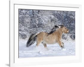 Norwegian Fjord Mare Running in Snow, Berthoud, Colorado, USA-Carol Walker-Framed Photographic Print