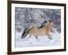 Norwegian Fjord Mare Running in Snow, Berthoud, Colorado, USA-Carol Walker-Framed Photographic Print