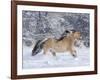 Norwegian Fjord Mare Running in Snow, Berthoud, Colorado, USA-Carol Walker-Framed Photographic Print