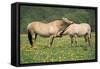 Norwegian Fjord Pony, Two Grooming-null-Framed Stretched Canvas