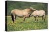 Norwegian Fjord Pony, Two Grooming-null-Stretched Canvas