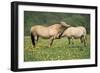 Norwegian Fjord Pony, Two Grooming-null-Framed Photographic Print