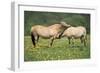 Norwegian Fjord Pony, Two Grooming-null-Framed Photographic Print