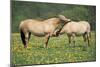 Norwegian Fjord Pony, Two Grooming-null-Mounted Photographic Print