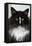 Norwegian Forest Black and White-null-Framed Stretched Canvas