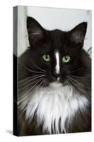 Norwegian Forest Black and White-null-Stretched Canvas