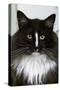Norwegian Forest Black and White-null-Stretched Canvas