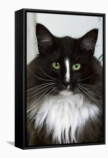 Norwegian Forest Black and White-null-Framed Stretched Canvas