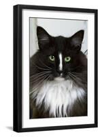 Norwegian Forest Black and White-null-Framed Photographic Print