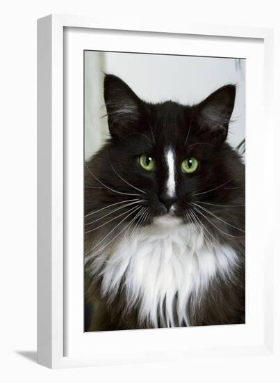 Norwegian Forest Black and White-null-Framed Photographic Print