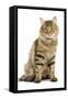 Norwegian Forest Brown Tabby Cat-null-Framed Stretched Canvas