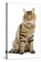 Norwegian Forest Brown Tabby Cat-null-Stretched Canvas