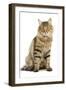 Norwegian Forest Brown Tabby Cat-null-Framed Photographic Print