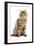 Norwegian Forest Brown Tabby Cat-null-Framed Photographic Print