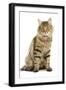 Norwegian Forest Brown Tabby Cat-null-Framed Photographic Print