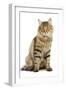 Norwegian Forest Brown Tabby Cat-null-Framed Photographic Print