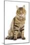 Norwegian Forest Brown Tabby Cat-null-Mounted Photographic Print