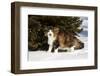 Norwegian Forest Cat by Spruce in Snow (Cat Appearing to Snarl-Lynn M^ Stone-Framed Photographic Print