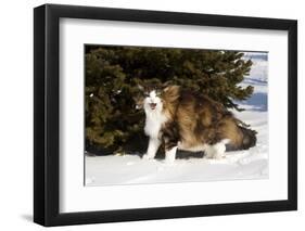 Norwegian Forest Cat by Spruce in Snow (Cat Appearing to Snarl-Lynn M^ Stone-Framed Photographic Print