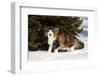 Norwegian Forest Cat by Spruce in Snow (Cat Appearing to Snarl-Lynn M^ Stone-Framed Photographic Print