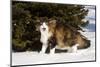 Norwegian Forest Cat by Spruce in Snow (Cat Appearing to Snarl-Lynn M^ Stone-Mounted Photographic Print