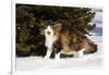 Norwegian Forest Cat by Spruce in Snow (Cat Appearing to Snarl-Lynn M^ Stone-Framed Photographic Print