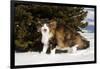 Norwegian Forest Cat by Spruce in Snow (Cat Appearing to Snarl-Lynn M^ Stone-Framed Photographic Print