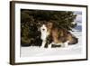 Norwegian Forest Cat by Spruce in Snow (Cat Appearing to Snarl-Lynn M^ Stone-Framed Photographic Print