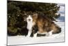 Norwegian Forest Cat by Spruce in Snow (Cat Appearing to Snarl-Lynn M^ Stone-Mounted Photographic Print