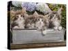 Norwegian Forest Cat Four Kittens in Tin Windowbox-null-Stretched Canvas